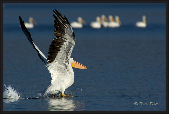 White Pelican, (Pelecanus erythrorhynchos), Takeoff